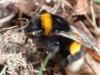 Bombus sp.